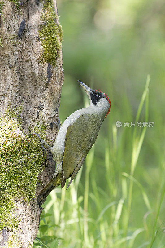 绿啄木鸟(Picus viridis)